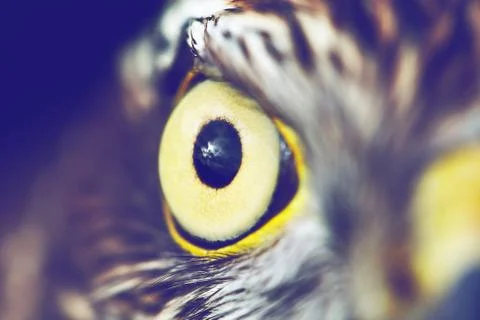 Eagle eye closeup Foto stock
