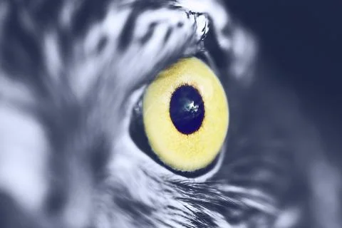 Eagle eye closeup Stock Photos