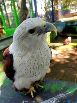 Eagle eye 写真素材