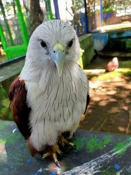 Eagle eye 写真素材