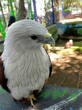 With Eagle eye 写真素材