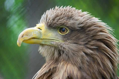 Eagle eye Stock Photos