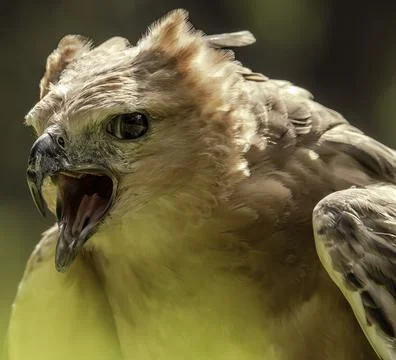 Eagle eye portrait Stock Photos