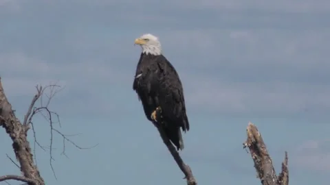 Eagle eye view from high on a perch Video stock 230021748
