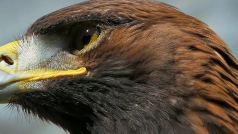 Eagle face close up. Close eyes and beak. Stock Footage 99156849