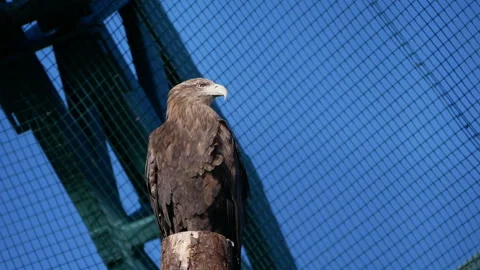 Eagle Facing Away While Perched on Aviary Trunk Stock Footage 297702518