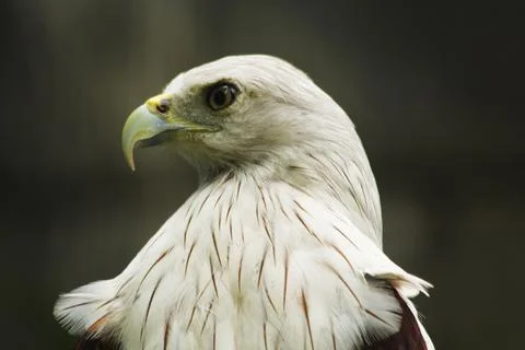 The Eagle Facing Left Side Stock Photos