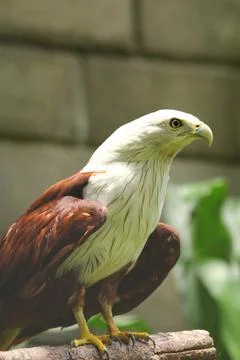 The Eagle Facing Right Side Stock Photos