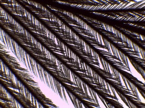 Eagle Feather Barbs Barbules Microscope Extreme Clos Stock Photos