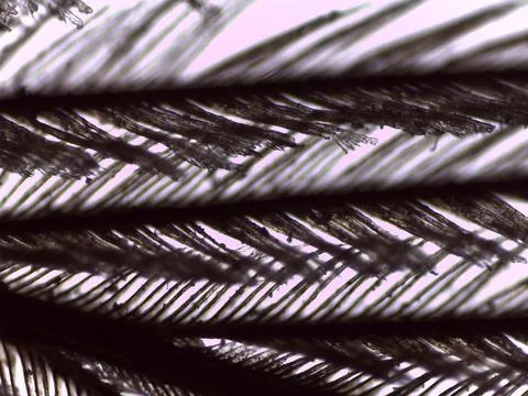 Eagle Feather Barbs Barbules Microscope Extreme Clos Stock Photos