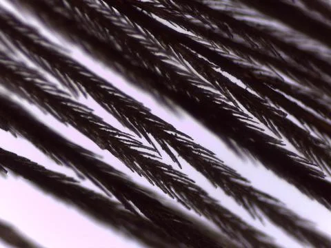 Eagle Feather Barbs Barbules Microscope Extreme Clos Stock Photos