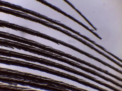 Eagle Feather Barbs Barbules Microscope Extreme Clos Stock Photos