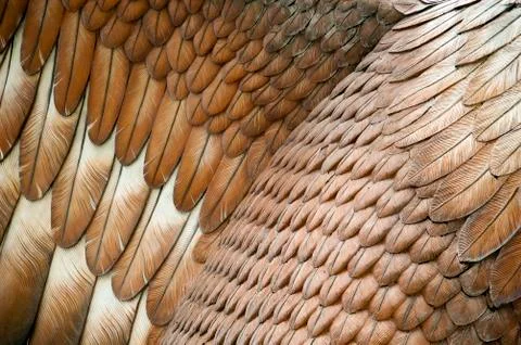 Eagle feathers Stock Photos