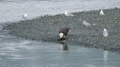 Eagle feeding on a carcass by the waves with seagulls behind it in Alaska Stock Footage 166196812