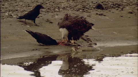 Eagle, feeding with ravens Stock Footage 27338090