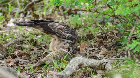 Eagle feeds on a dead animal on the forest floor at Yala National Park, Sri L Stock Photos