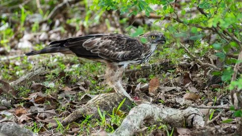 Eagle feeds on a dead animal on the forest floor at Yala National Park, Sri L Stock Photos
