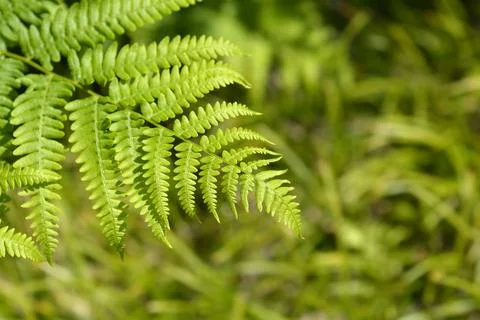 Eagle fern Stock Photos