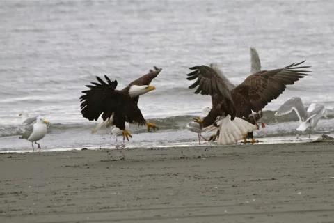 Eagle fight Stock Photos