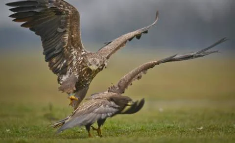 Eagle fighting on gras Stockfoto's