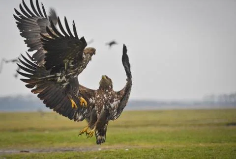 Eagle fighting Stock Photos