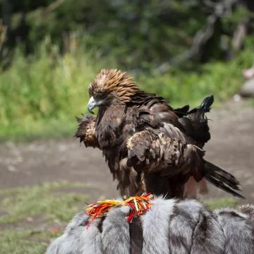 Eagle Filia Stock Photos