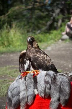 Eagle Filia Stock Photos