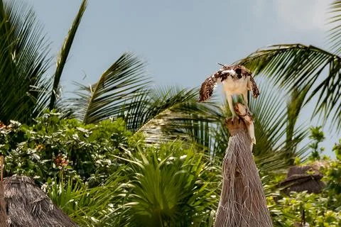 Eagle with a fish in its claws, to feed its young. law of the strongest. Stock Photos