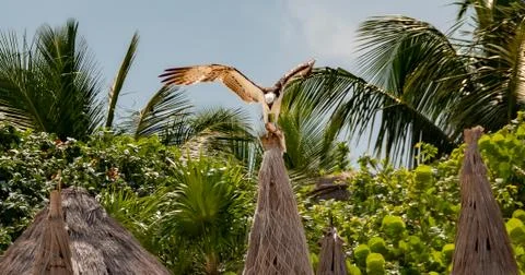 Eagle with a fish in its claws, to feed its young. law of the strongest. Stock Photos