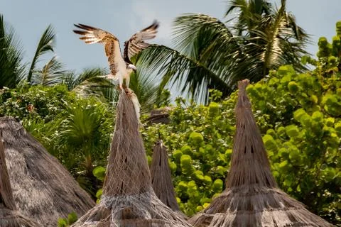 Eagle with a fish in its claws, to feed its young. law of the strongest. Stock Photos