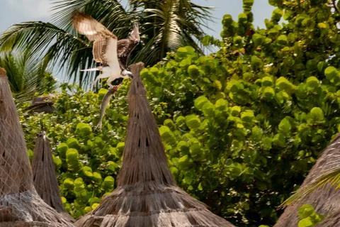 Eagle with a fish in its claws, to feed its young. law of the strongest. Stock Photos