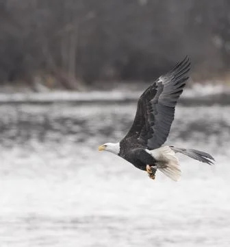 Eagle With Fish over a River Foto stock