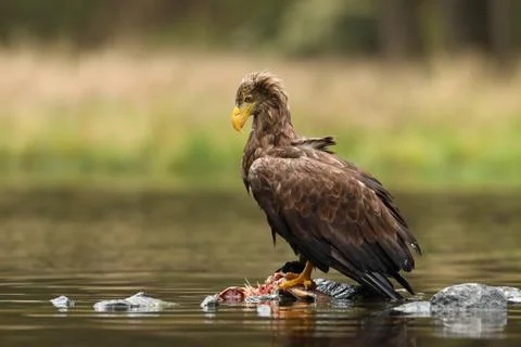 Eagle with fish. White-tailed Eagle, Haliaeetus albicilla Stock Photos