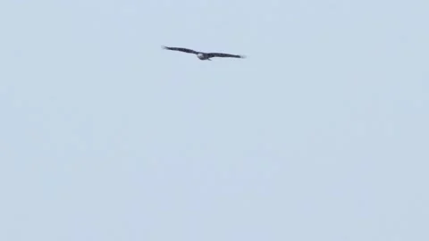 Eagle Fishing Stock Footage 149161391