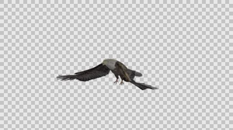 Eagle Flapping Wings- Front Left View- With-Embedded Alpha Stock-Footage 61335703