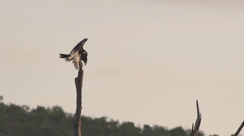 Eagle flapping wings in the morning Stock Footage 33546267