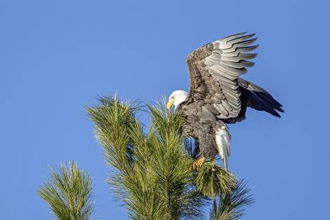 Eagle flaps wings in tree. Stock Photos