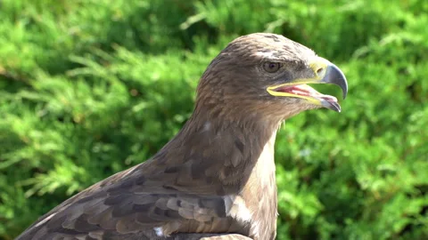 Eagle. Flew down on the grass Vídeo Stock 117820271