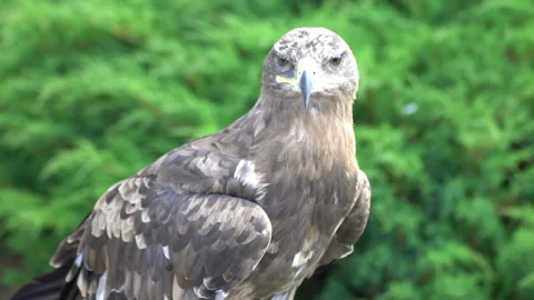 Eagle. Flew down on the grass Video stock 117820473