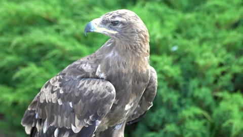 Eagle. Flew down on the grass 動画素材 117820533