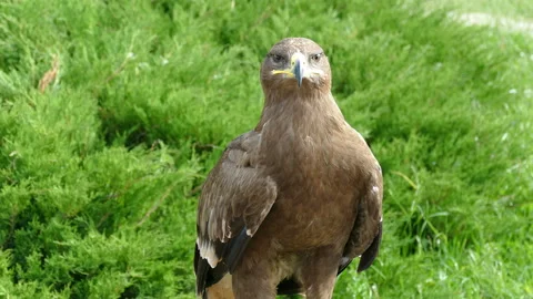 Eagle. Flew down on the grass Video stock 118247272