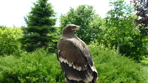 Eagle. Flew down on the grass Video stock 118247922