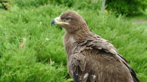 Eagle. Flew down on the grass 動画素材 118249390