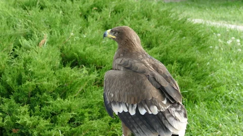 Eagle. Flew down on the grass Video stock 118253177