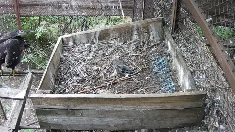 The eagle flew into the nest without prey Video stock 159961318