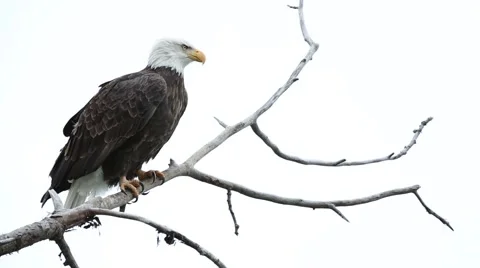 Eagle Flies off branch Stock Footage 57217739