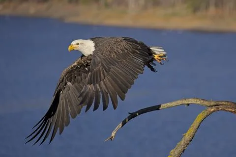 Eagle flies off from branch. Stock Photos