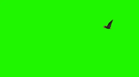 Eagle flies circles 2 - green screen Video stock 48398450
