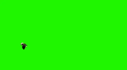 Eagle flies circles 3 - green screen Stock Footage 48398452