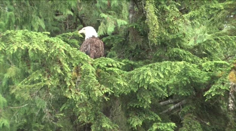 Eagle flies Stock Footage 199688